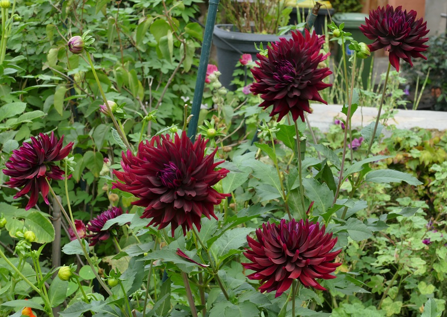 Hollyhill Black Beauty  2