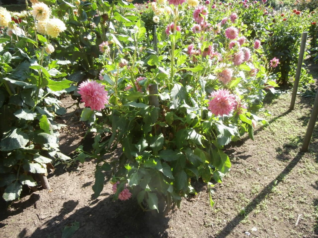 Lisa Hilscher (Hamburg)