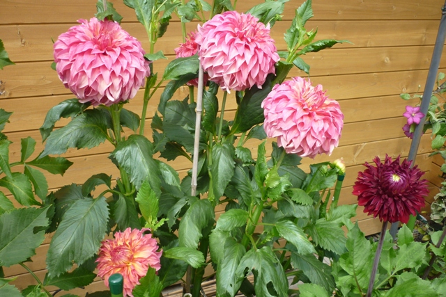 Wyn`s Moonlight Sonata Sport