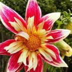 Collarette Fashion Monger