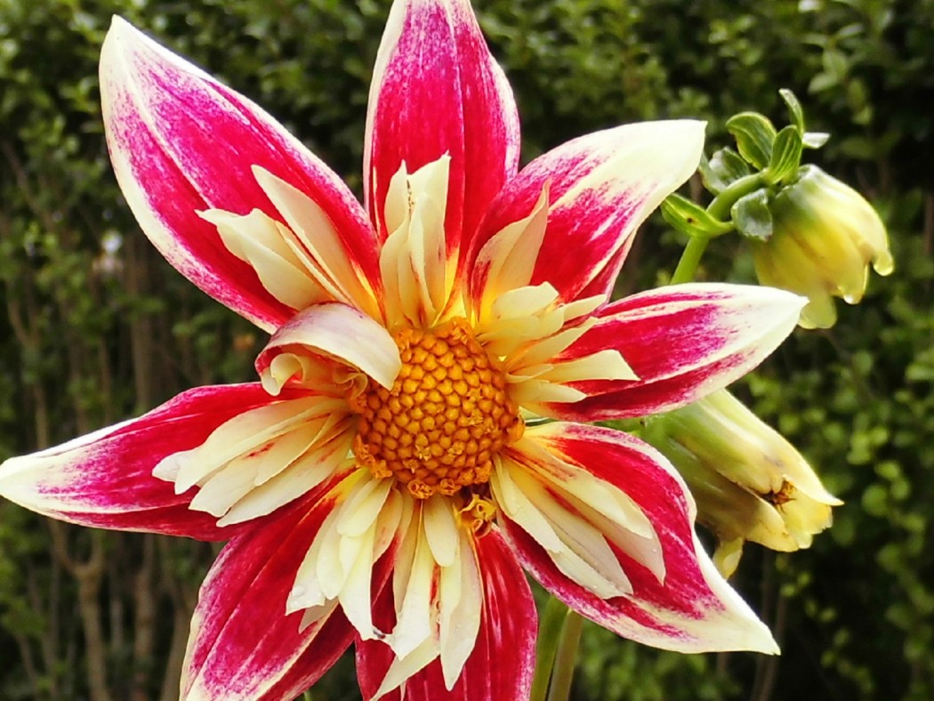 Collarette Fashion Monger