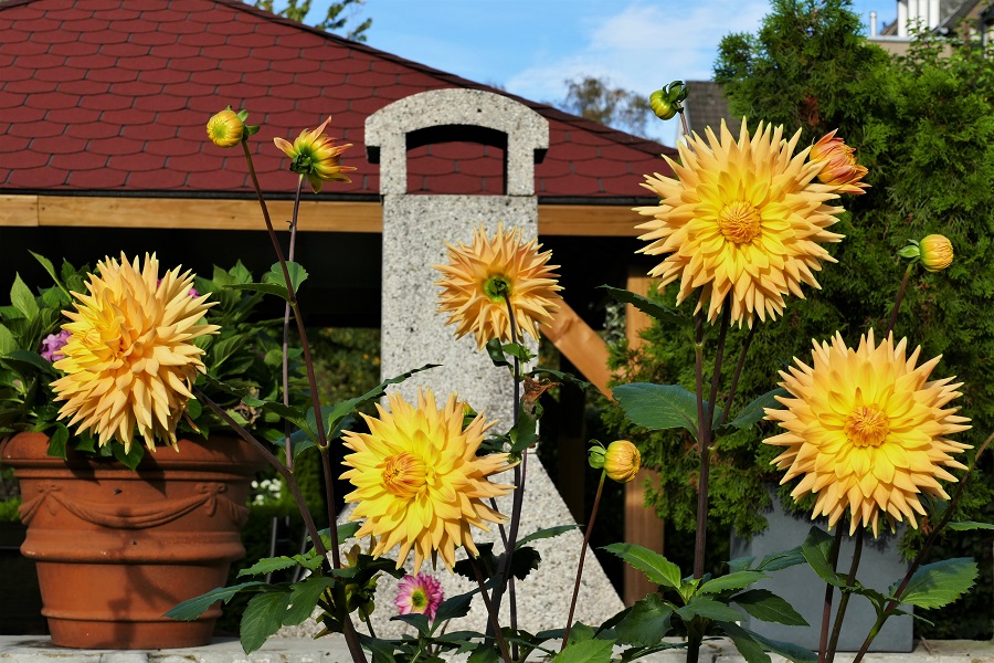 Hapet 2015-102 1   jetzt Hapet Delicate