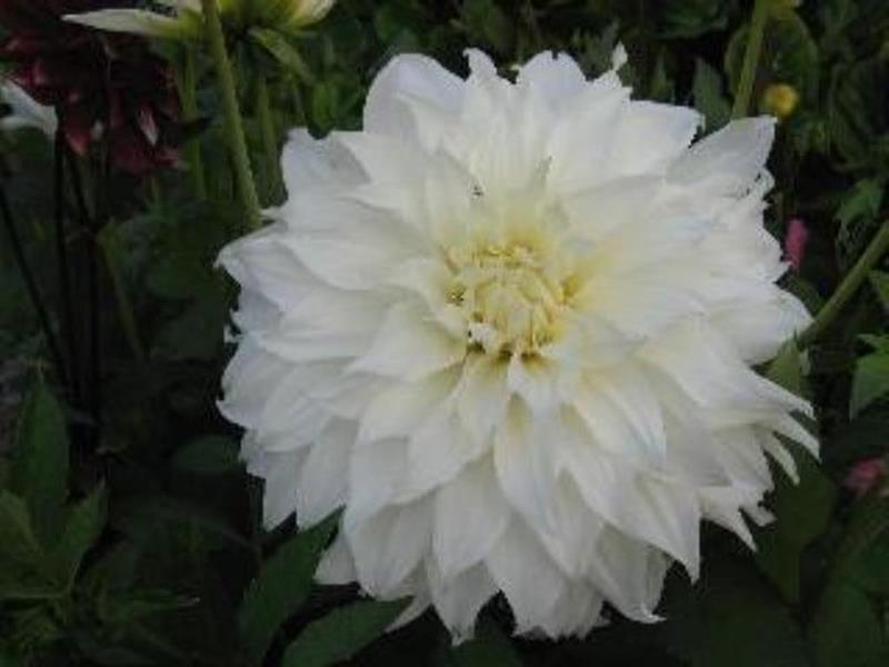 24#2559Walter Hardisty