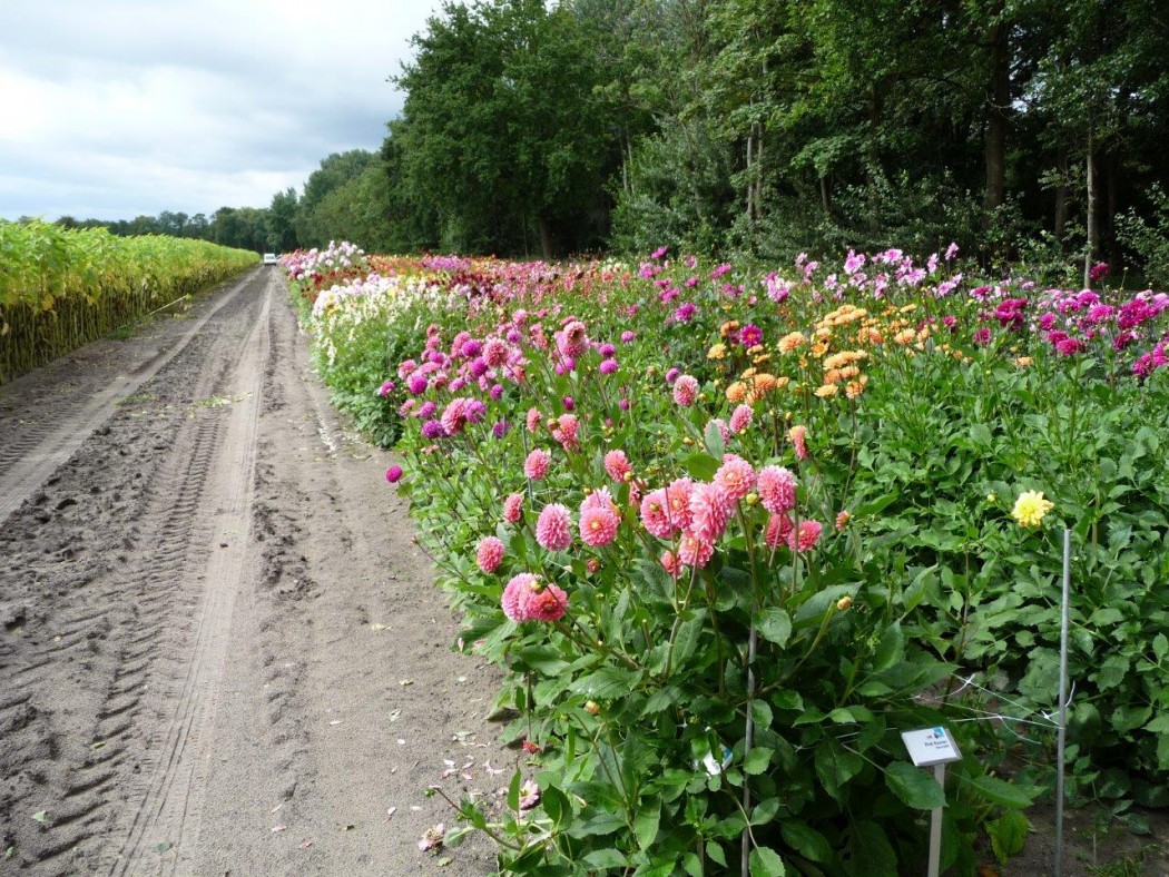 CNB dahlienschau Feld