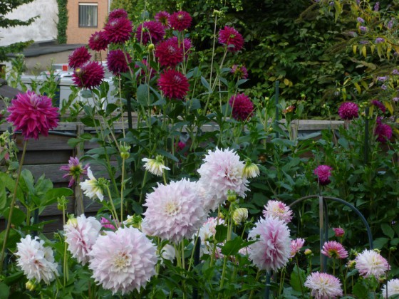 Dahlien in Rosa, Pink ,Purpur und Weiß. Relativ sonniger Standort.