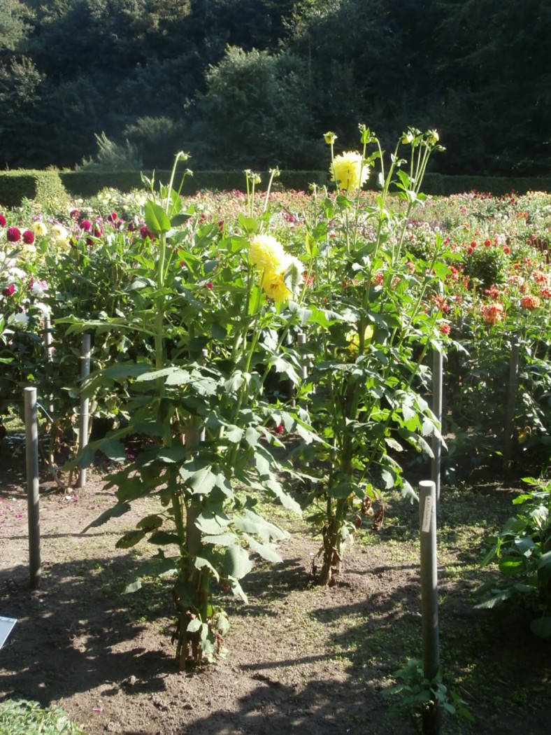 Jan Ihmels (Hamburg)