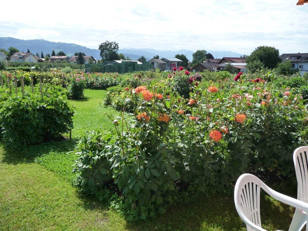 Lindau Dahlienschau