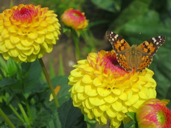 Schmetterling Linos