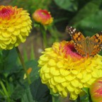 Schmetterling Linos