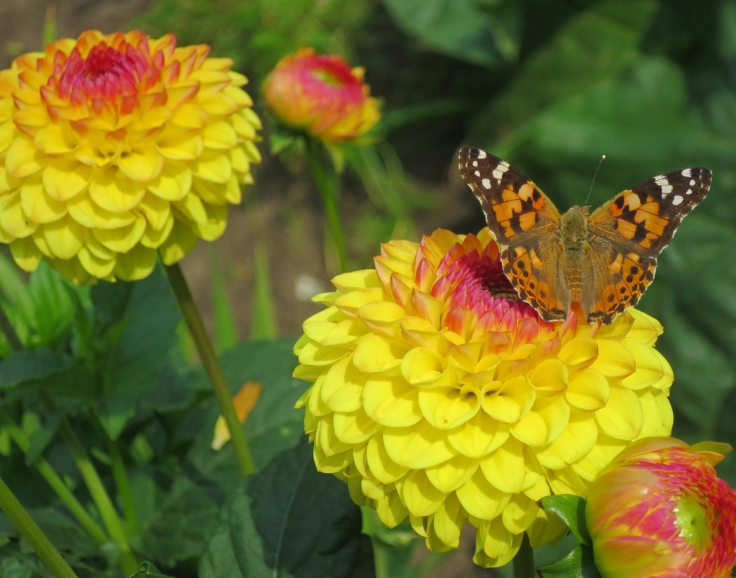 Schmetterling Linos