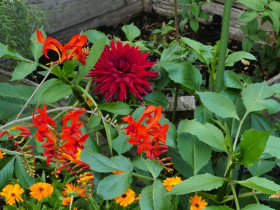 Jetzt auch die ersten Dahlienblüten