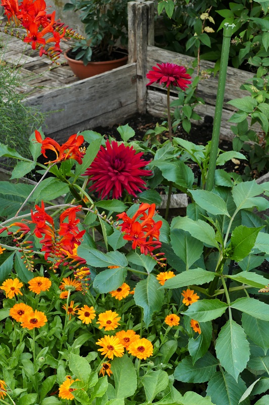 Jetzt auch die ersten Dahlienblüten