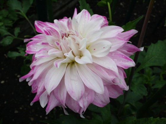 Pink Petticoat