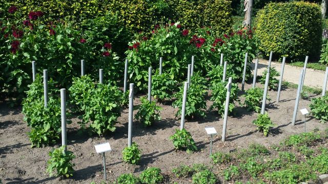 Prüfungsbeet Hamburg