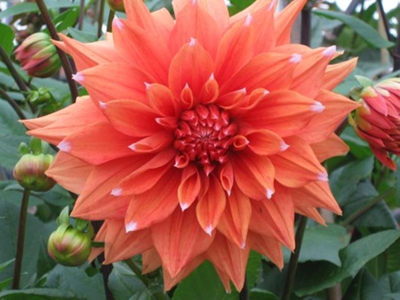 52 Color Spectacle #1135