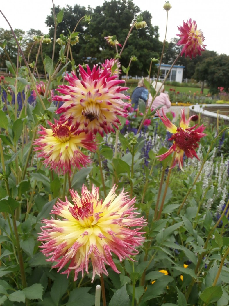 Prüflinge von Ernst im Egapark