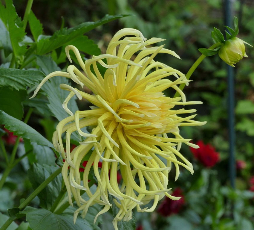 Higo`s Helicopter  1