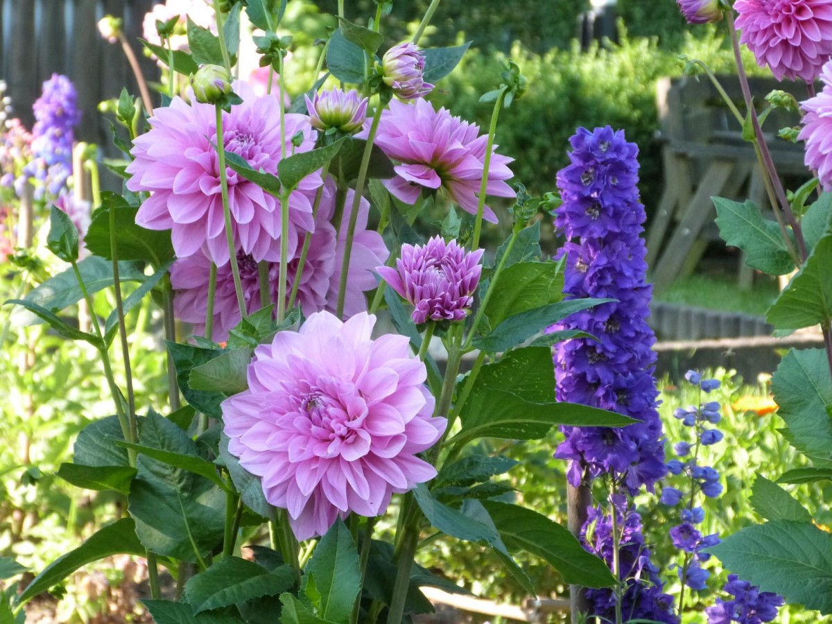 Lavender Perfection