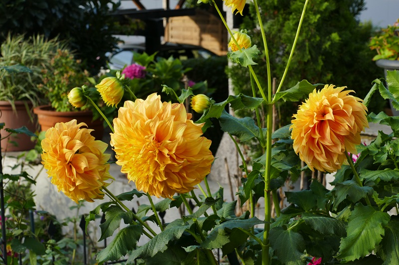 Meggos 2013-015    2