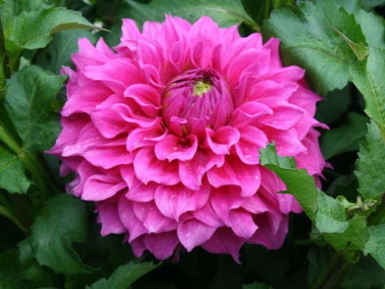 Ryedale Prince