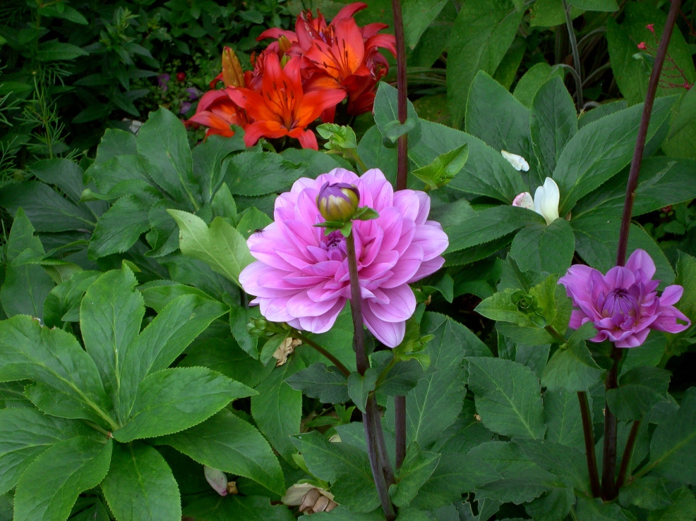 Carlien vor dem Wachstumsschub