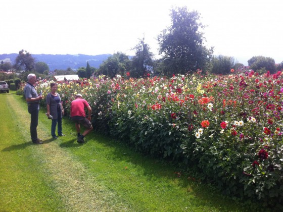 Dahlienschau Lindau