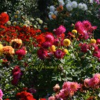 Buntes Dahlienbeet, Schloss Dyck 2014