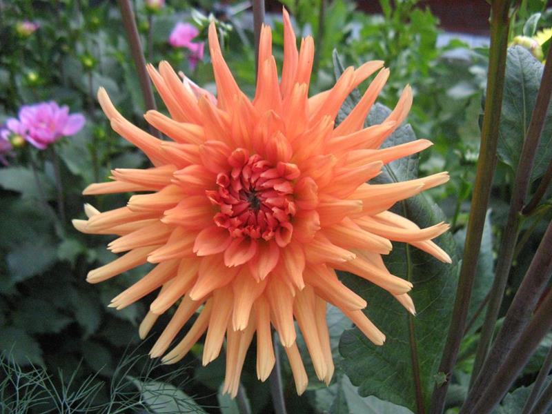 63#1002 Nordwijks Glorie