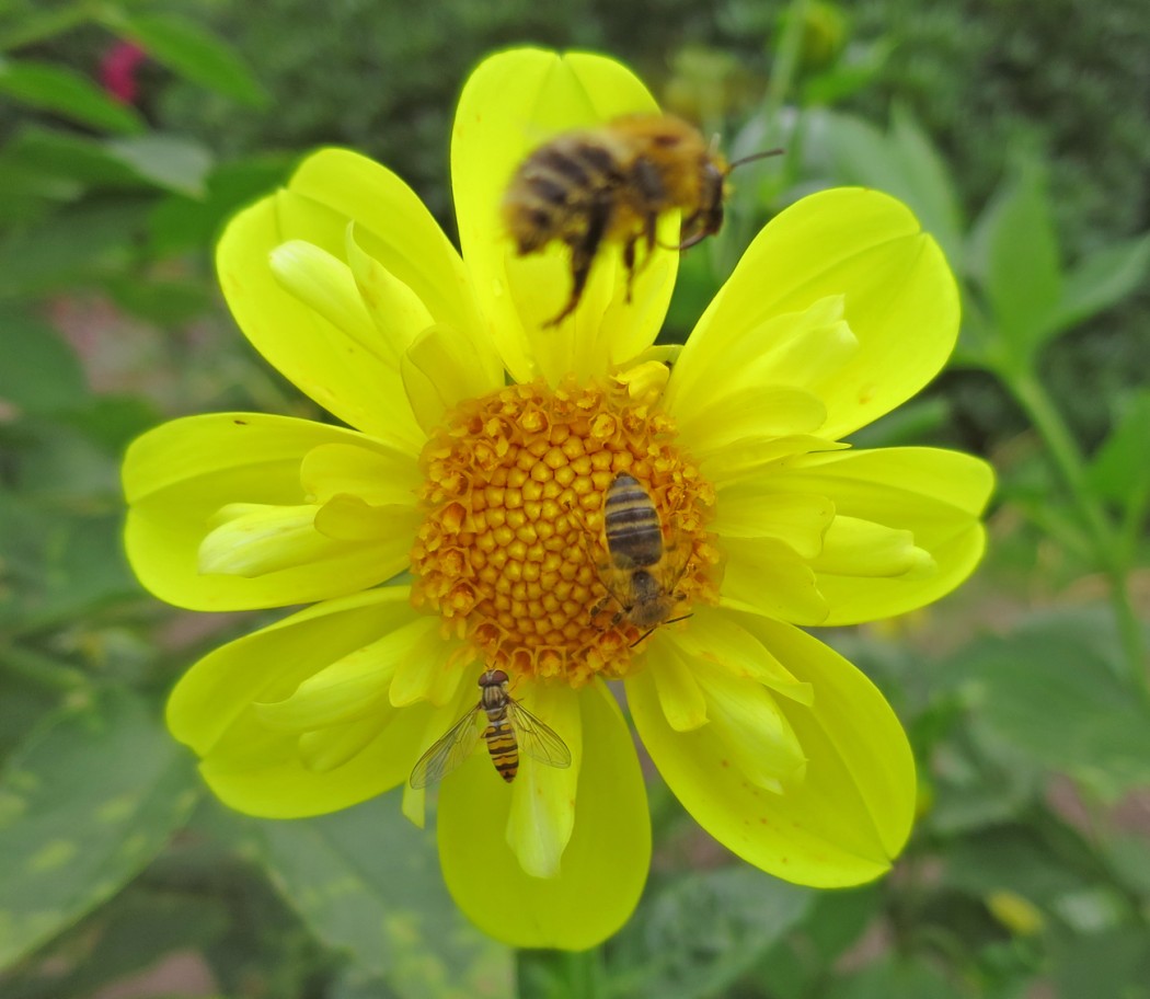 Bienen Sämling gelb