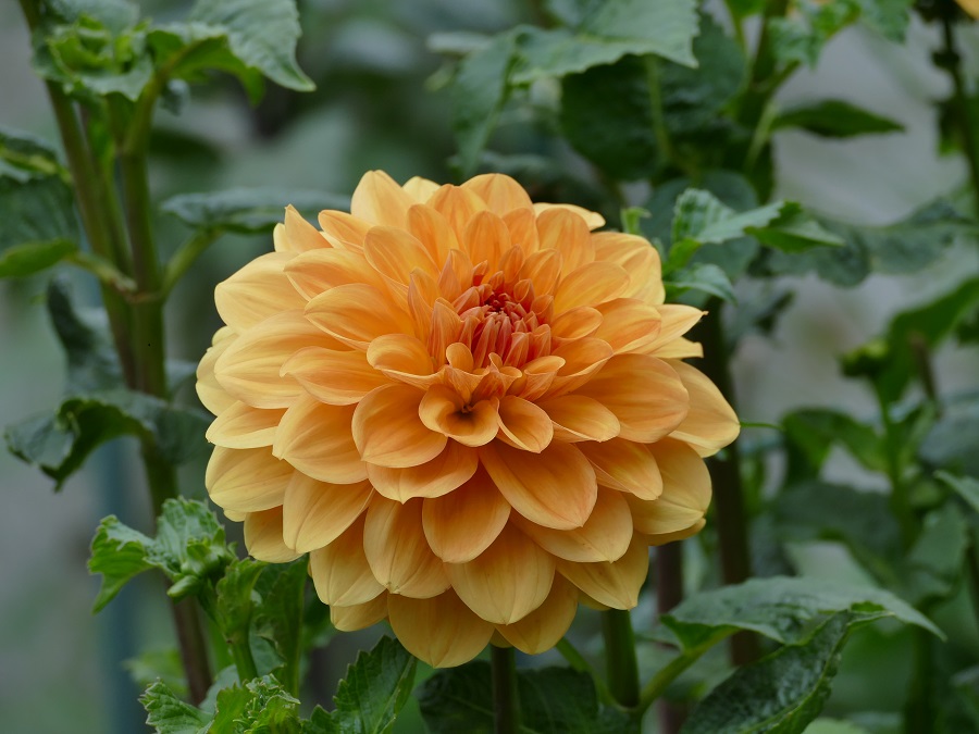 Hapet Aprikot Beauty